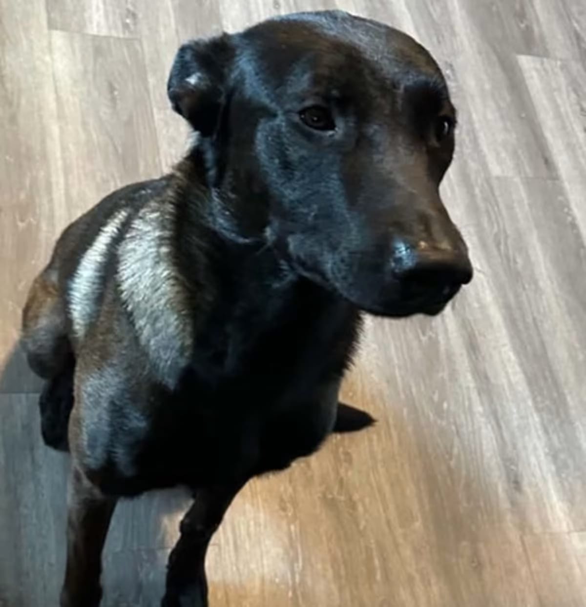 Photo of Dak - Located in New York, adoptable Belgian Malinois in Imlay City, Michigan