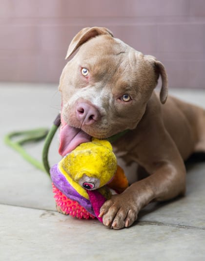 Photo of Scottsdale, adoptable dog in Chamblee, Georgia