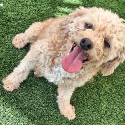 Photo of Azora 0709, adoptable Poodle (Toy or Tea Cup) in Loxahatchee, Florida