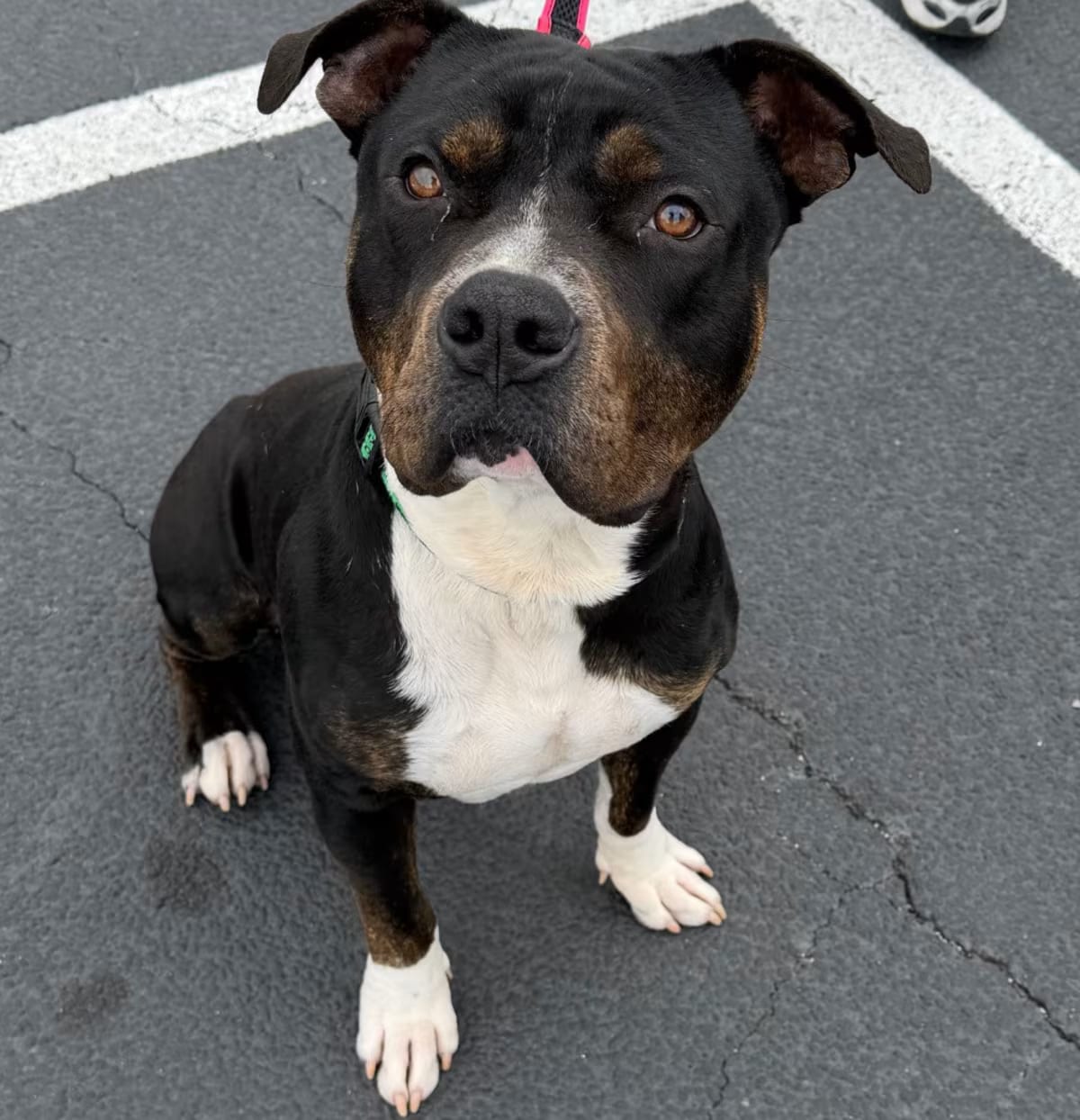 Photo of Max, adoptable American Staffordshire Terrier in Baltimore, Maryland