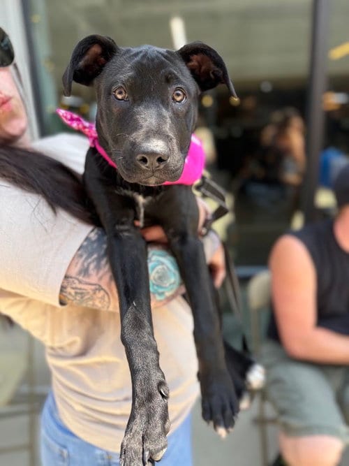 Photo of Honey, adoptable Pit Bull Terrier in Shermans Dale, Pennsylvania