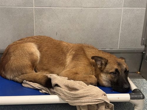 Photo of Sully, adoptable German Shepherd Dog in Garland, Texas