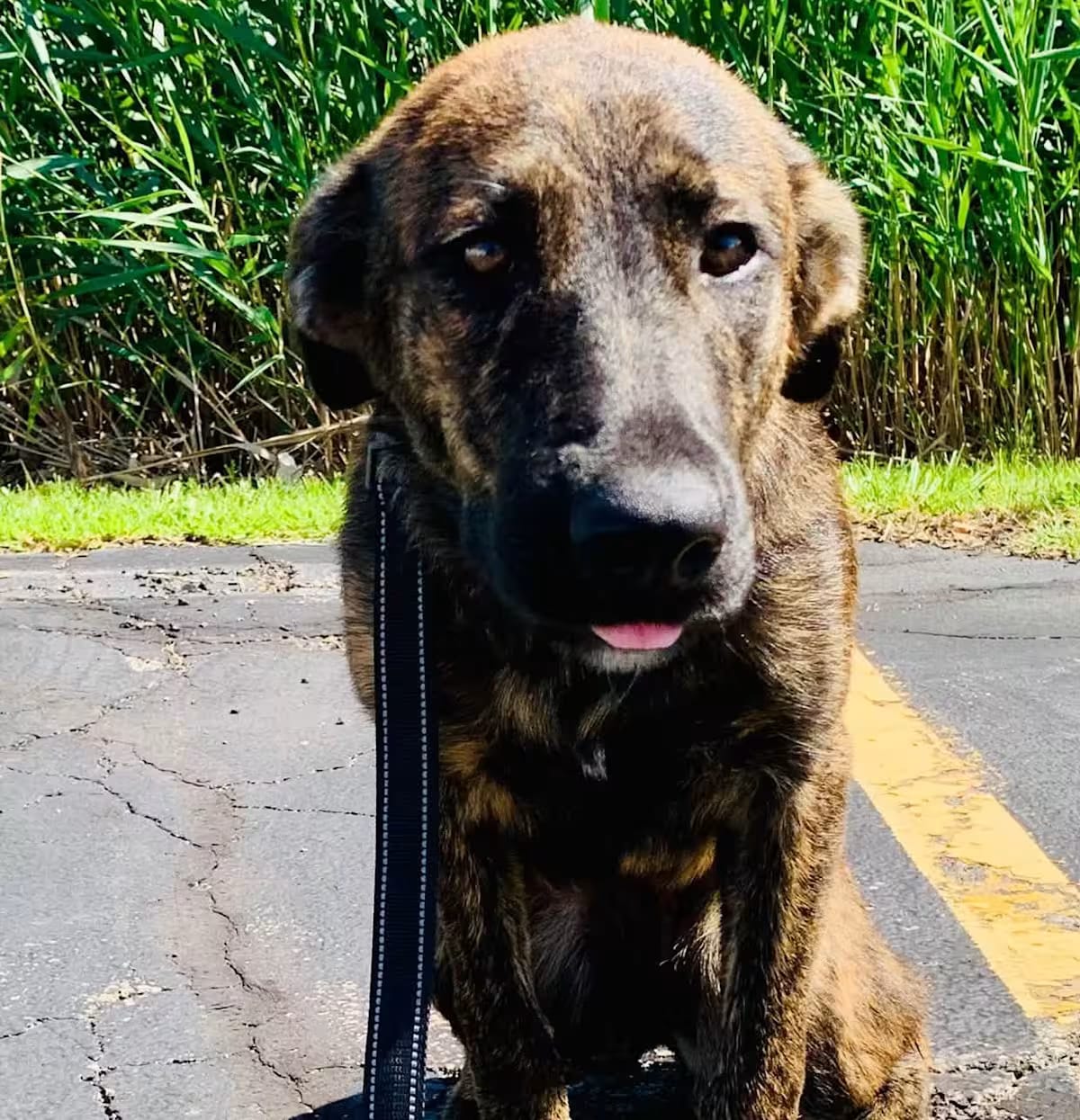 Photo of Brandi, adoptable Plott Hound in Elburn, Illinois