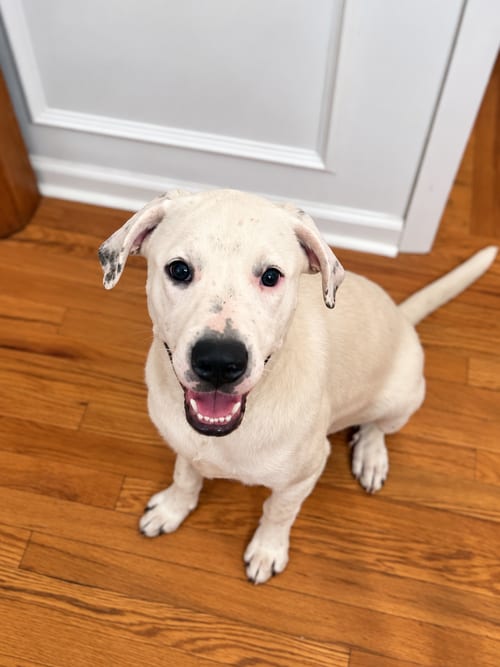 Photo of Beetle (m), adoptable Labrador Retriever in Nashville, Tennessee