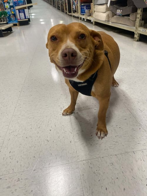 Photo of Darla, adoptable Dachshund in La Verne, California
