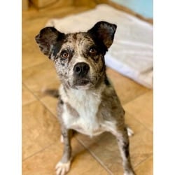 Photo of Simon, adoptable Mixed Breed (Medium) in Munster, Indiana
