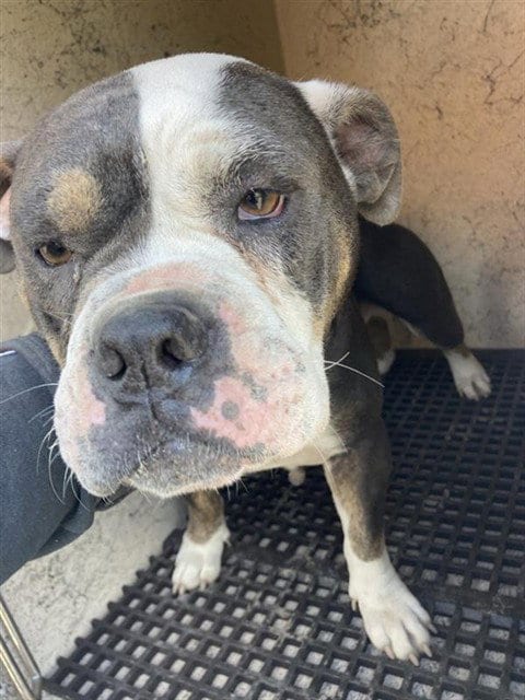 Photo of Roxy, adoptable American Bulldog in Salinas, California