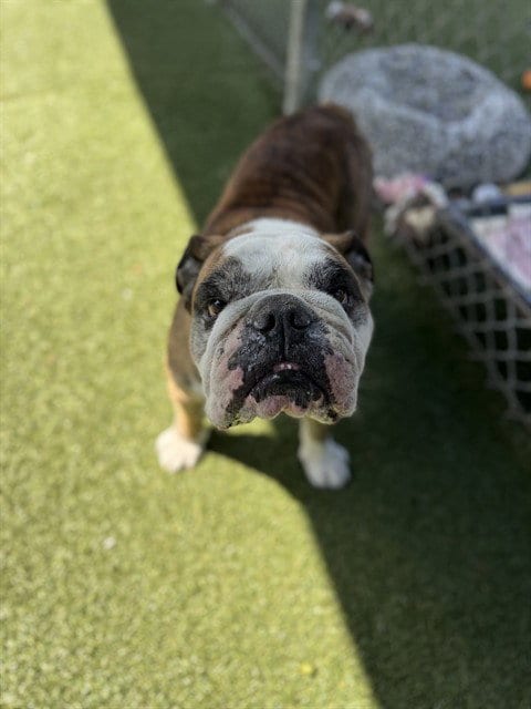 Photo of Sir Rufford, adoptable English Bulldog in Chula Vista, California