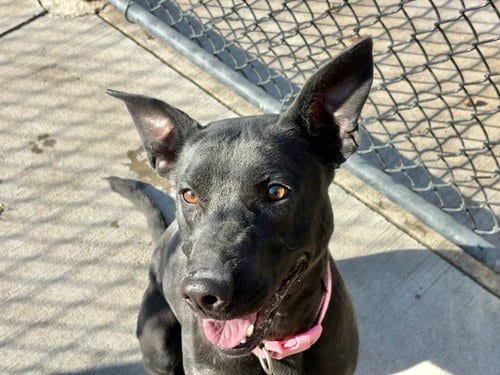 Photo of Dove, adoptable Labrador Retriever in Tulsa, Oklahoma