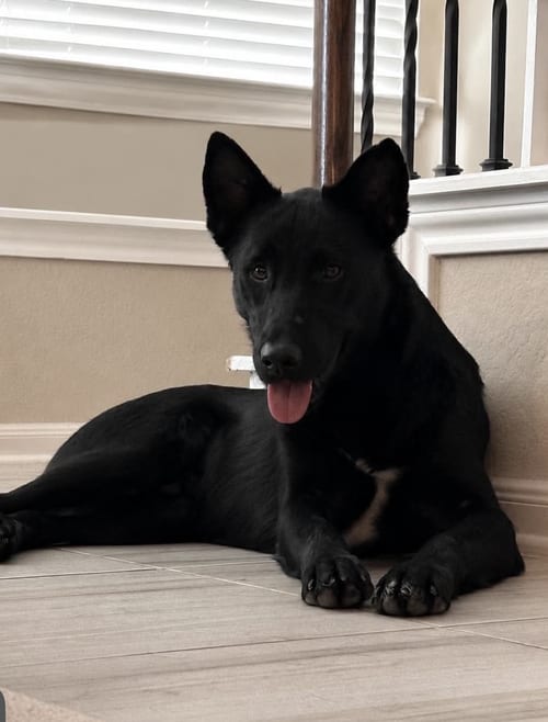 Photo of Knight, adoptable German Shepherd Dog in Kankakee, Illinois