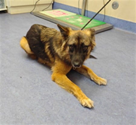 Photo of Harley, adoptable German Shepherd Dog in Lompoc, California