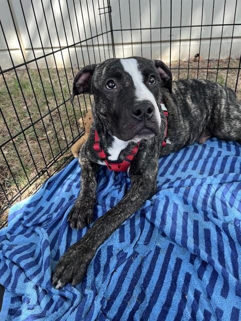 Photo of Jason, adoptable Plott Hound in Plano, Texas