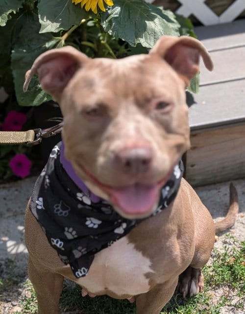 Photo of Ann, adoptable Pit Bull Terrier in Hillsboro, New Hampshire