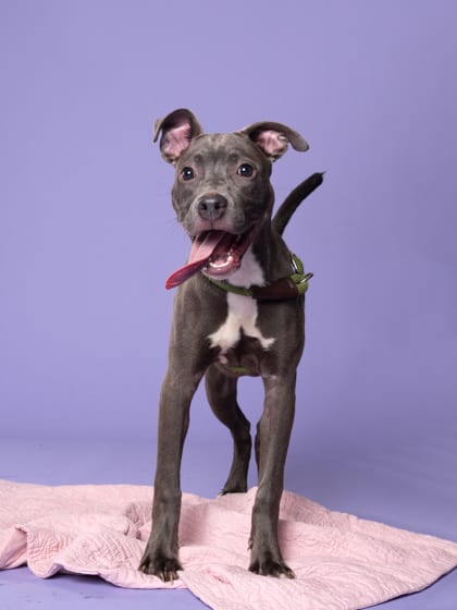 Photo of Myrtle, adoptable dog in Atlanta, Georgia