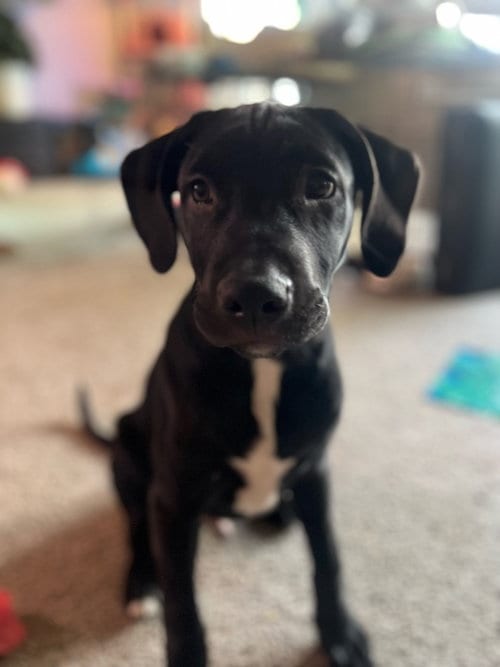Photo of Ziggy- CL, adoptable Labrador Retriever in Claremore, Oklahoma