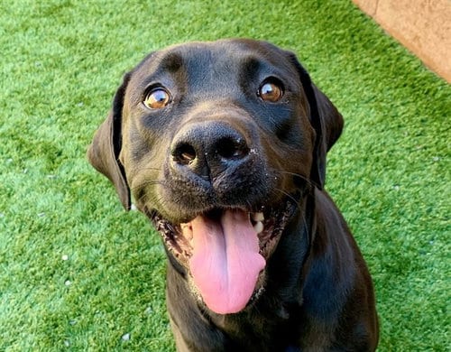 Photo of Tess, adoptable Labrador Retriever in Moreno Valley, California