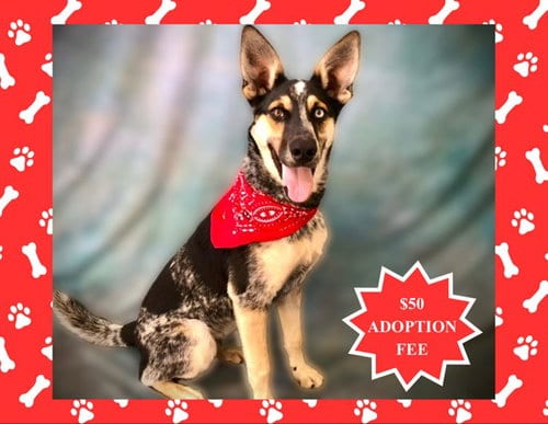 Photo of Cairo, adoptable Queensland Heeler in Salinas, California