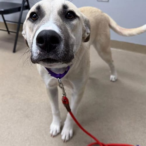 Photo of Sasha, adoptable Anatolian Shepherd in Aurora, Colorado