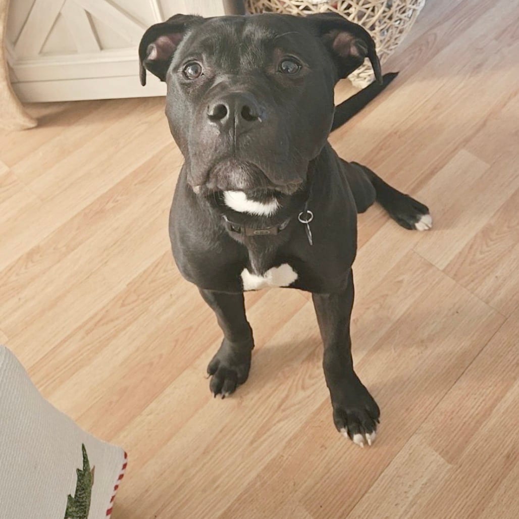 Photo of Louie Kenwood, adoptable Mixed Breed (Medium) in St. Louis, Missouri