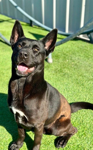 Photo of Jellybean, adoptable German Shepherd Dog in Stockton, California