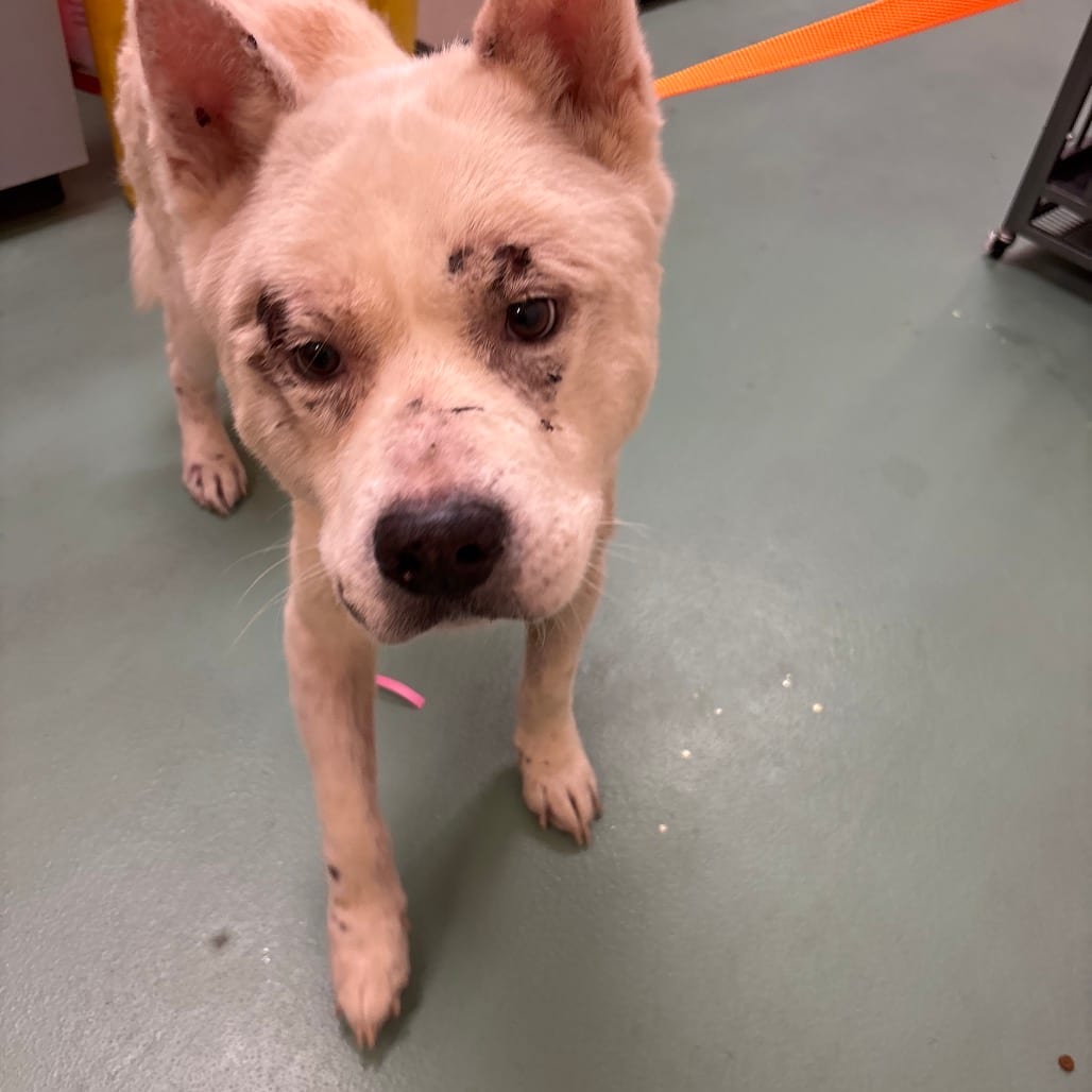 Photo of Snowball, adoptable Mixed Breed (Large)