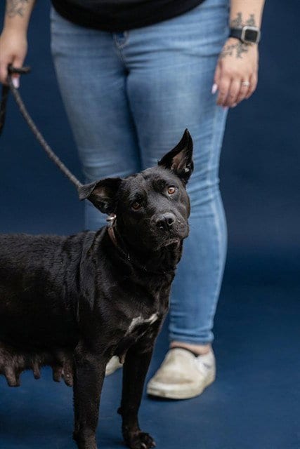 Photo of Midnight, adoptable Basset Hound in Belleville, Illinois