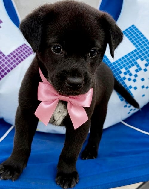 Photo of Kai, adoptable Labrador Retriever in Jefferson, New Jersey