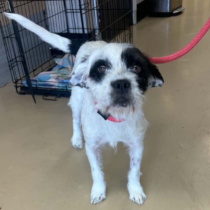 Photo of Frankie - City of Industry Location, adoptable Terrier, Border / Mix