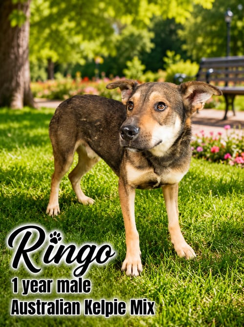 Photo of Ringo - 1 Year Male Australian Kelpie Mix, adoptable Australian Kelpie in Mesa, Arizona