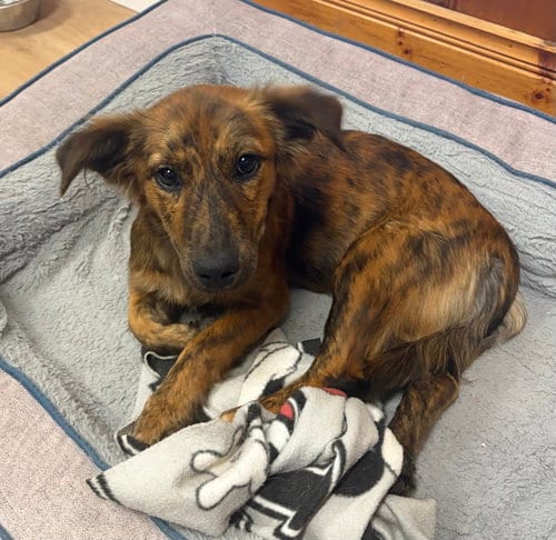 Photo of Jinx, adoptable Dachshund in Raleigh, North Carolina