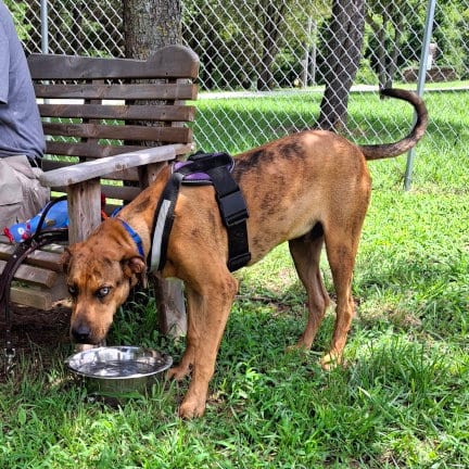 Photo of Tito, adoptable Catahoula Leopard Dog in Mountain View, Arkansas