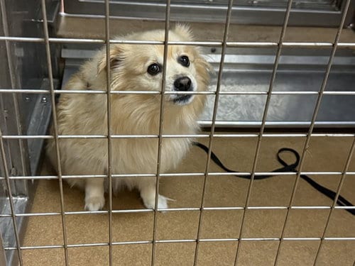Photo of Lucky, adoptable Pomeranian in Martinez, California