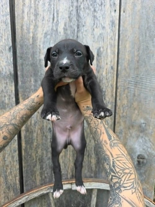 Photo of SR puppy 13/21, adoptable American Pit Bull Terrier in Frankenmuth, Michigan