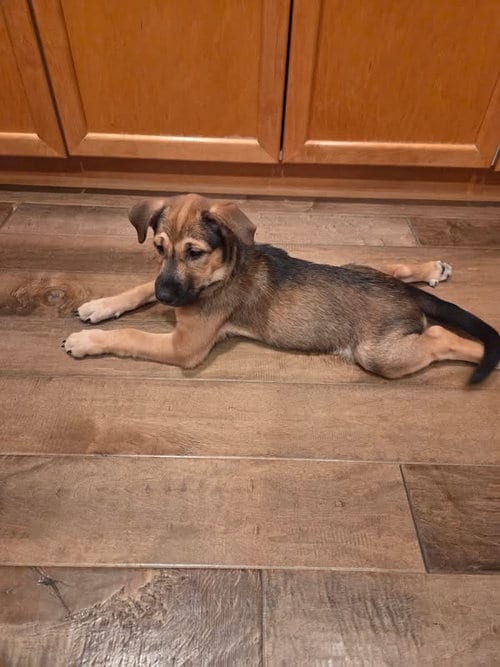 Photo of Emma’s Cricket, adoptable Cattle Dog in San Diego, California