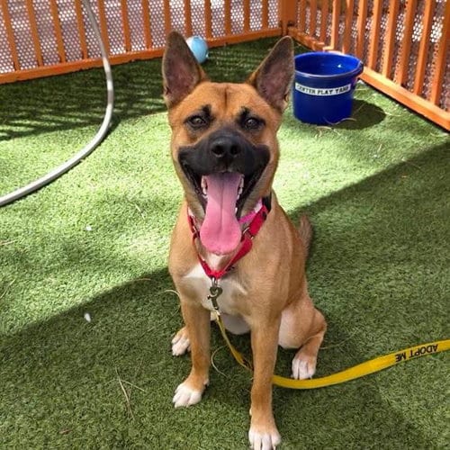 Photo of Dandelion, adoptable Black Mouth Cur in Las Vegas, Nevada