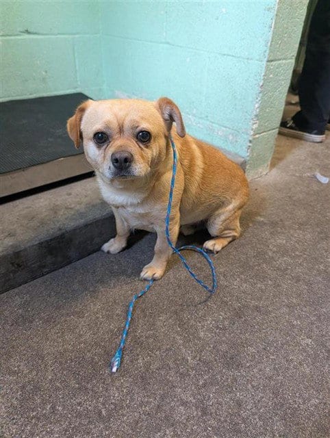 Photo of Fred, adoptable Chihuahua in Sacramento, California