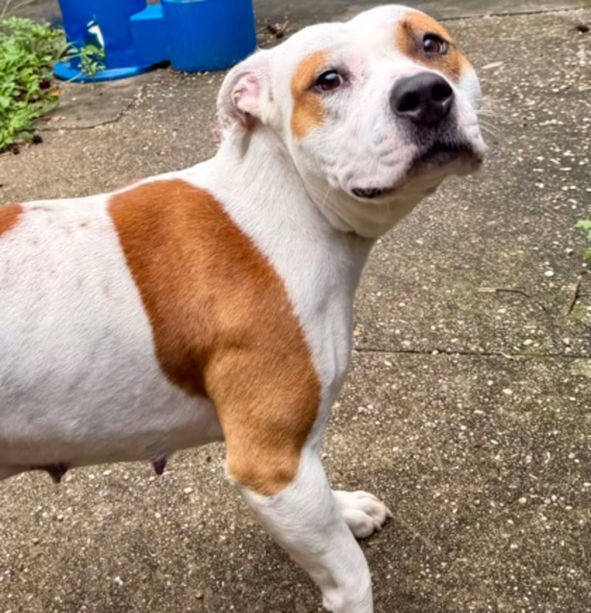 Photo of Ivy, adoptable American Pit Bull Terrier in New Orleans, Louisiana