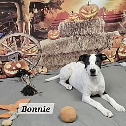 Photo of Bonnie, adoptable Border Collie in East Hartford, Connecticut