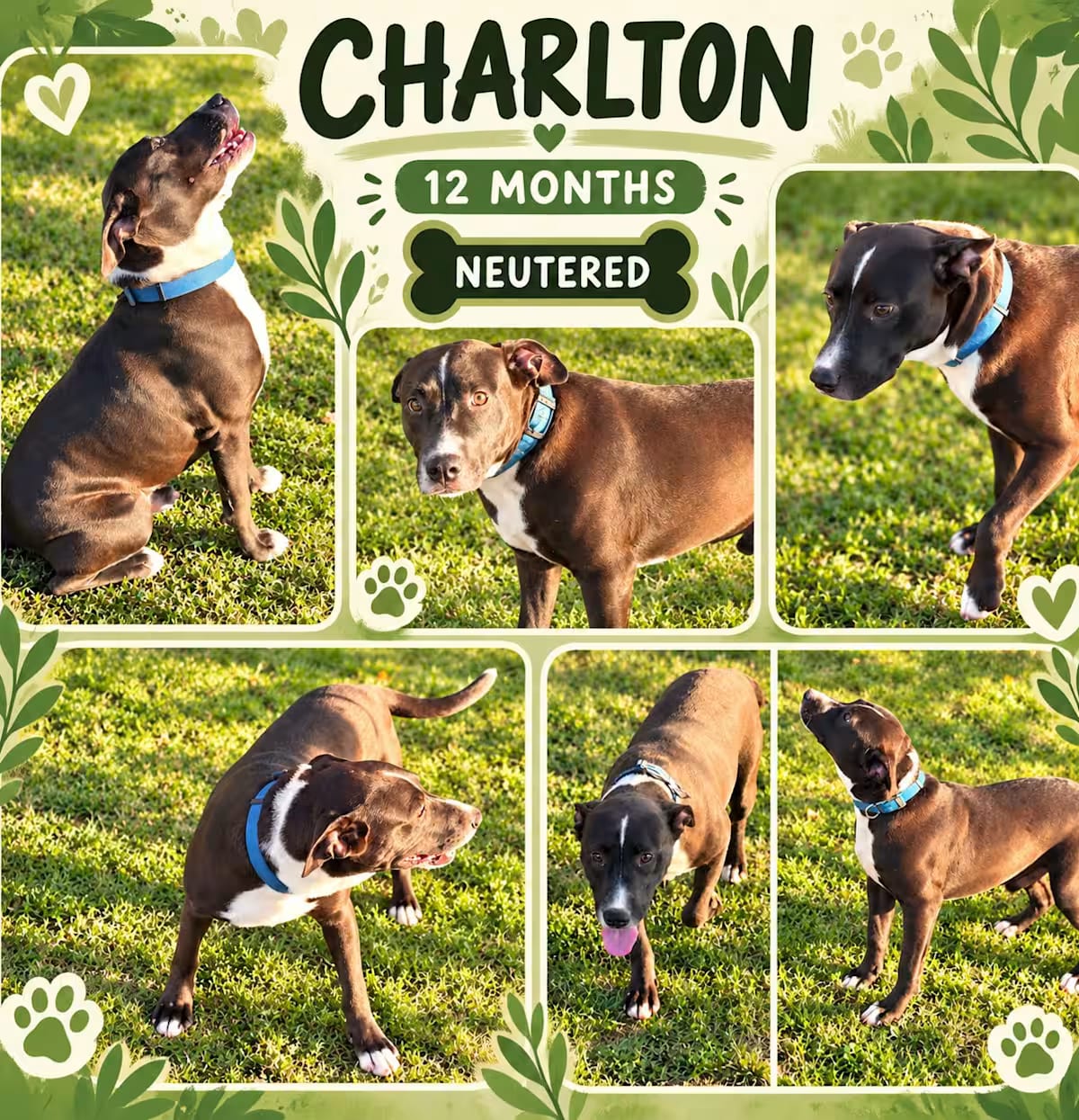 Photo of Charlton, adoptable Boxer/Labrador Retriever in Bedminster, New Jersey