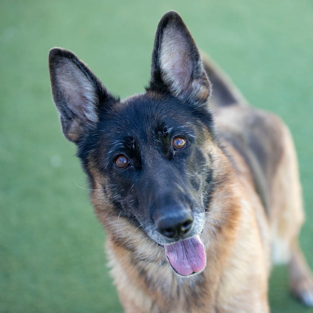 Photo of Stevie (AG26-259), adoptable Shepherd, German in Colorado Springs, Colorado