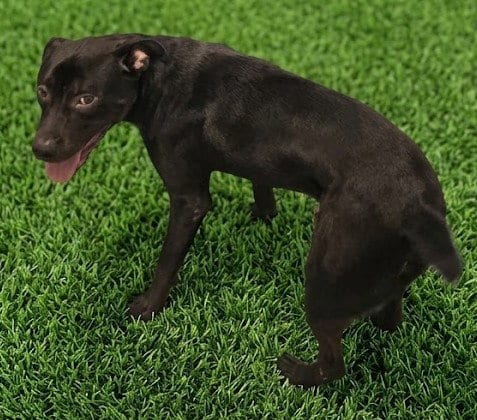 Photo of Coal, adoptable Pit Bull Terrier in Euless, Texas