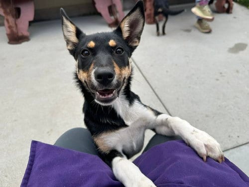 Photo of Adelaide, adoptable Australian Cattle Dog/Blue Heeler in Santa Cruz, California