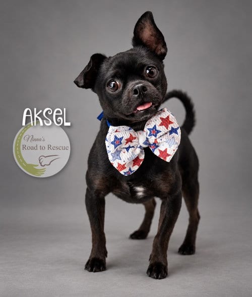 Photo of Aksel, adoptable Pug in Benton, Louisiana