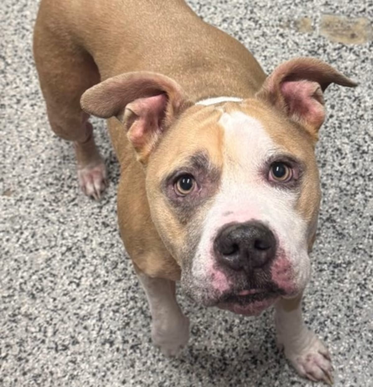 Photo of Gadget, adoptable Mixed Breed (Medium) in Georgetown, Delaware