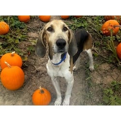 Photo of Ringo, adoptable Foxhound in Ft Lauderdale, Florida