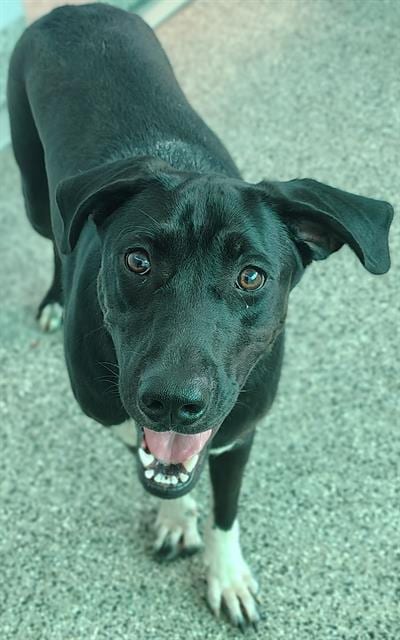 Photo of Kimchi, adoptable dog in Palmetto, Florida