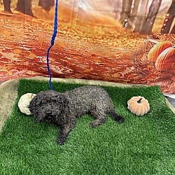Photo of Terry, adoptable Poodle (Standard) in Porterville, California