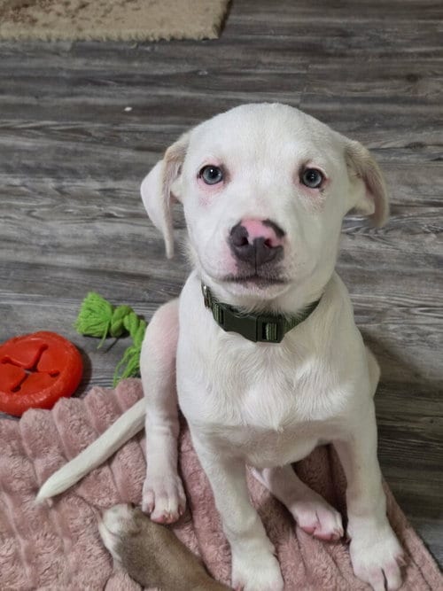 Photo of Comida Blanca : Alfredo, adoptable Labrador Retriever in Aurora, Indiana