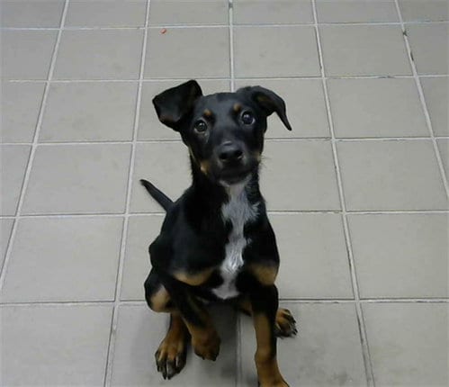Photo of Xena, adoptable Doberman Pinscher in Albuquerque, New Mexico