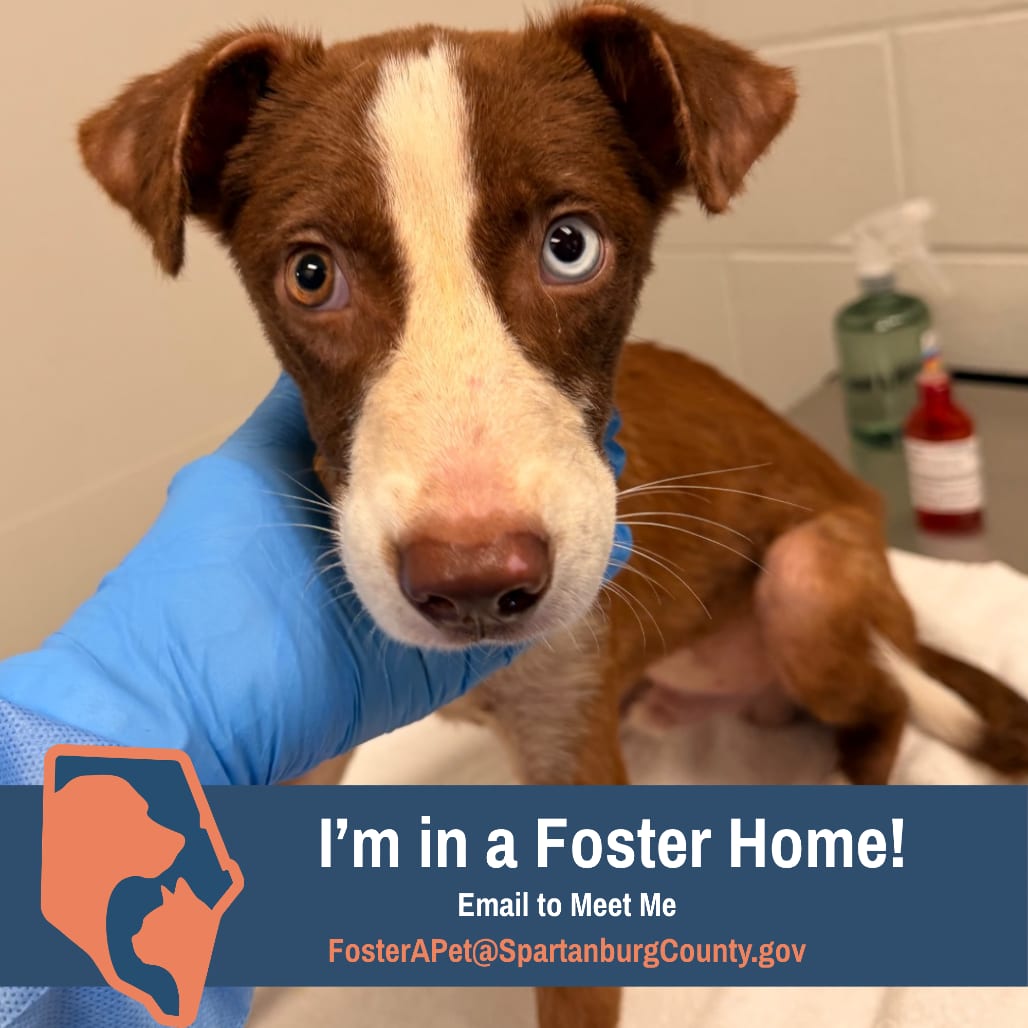 Photo of Ethan, adoptable Shepherd, Australian in Spartanburg, South Carolina